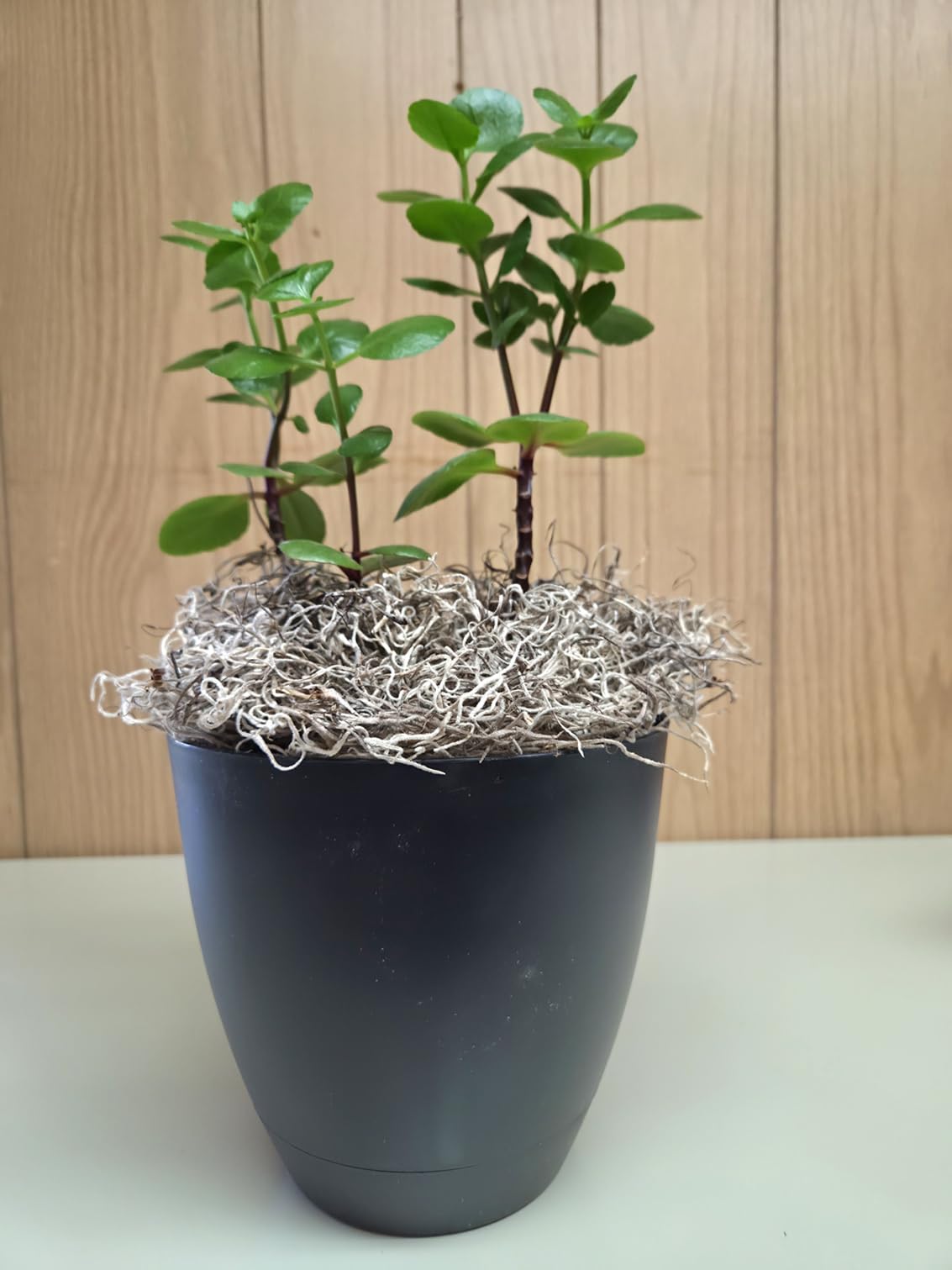 Mosser Lee ML0560 Spanish Moss, 250 Cubic Inches Jansha Store