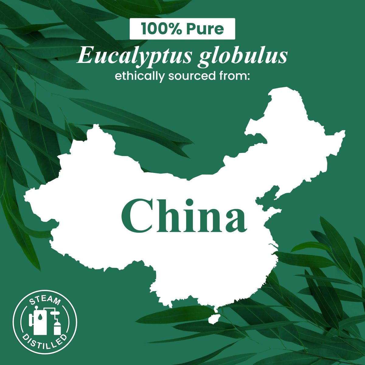 Handcraft Blends Eucalyptus Essential Oil - Huge 4 Fl Oz Jansha Store