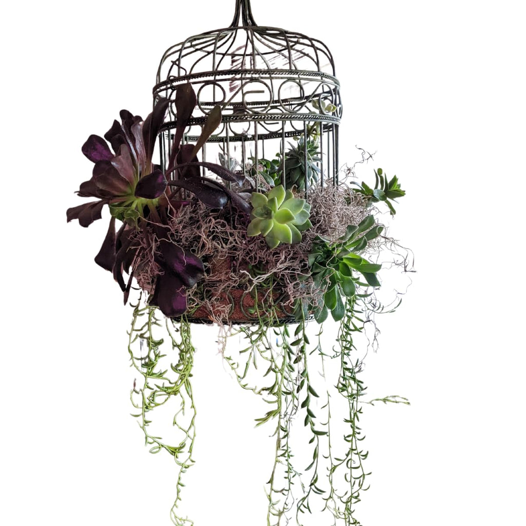 Mosser Lee ML0560 Spanish Moss, 250 Cubic Inches Jansha Store