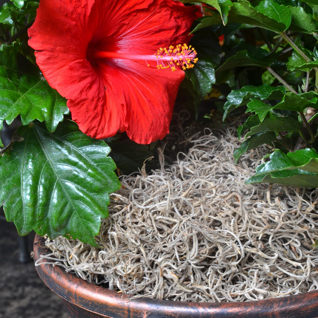 Mosser Lee ML0560 Spanish Moss, 250 Cubic Inches Jansha Store