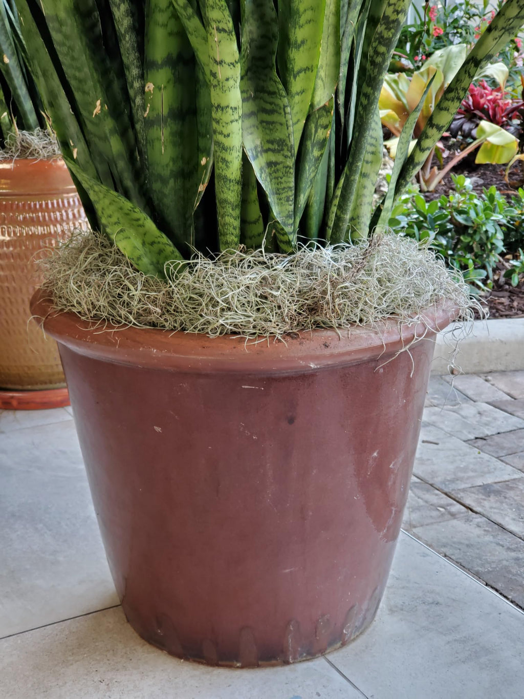Mosser Lee ML0560 Spanish Moss, 250 Cubic Inches Jansha Store