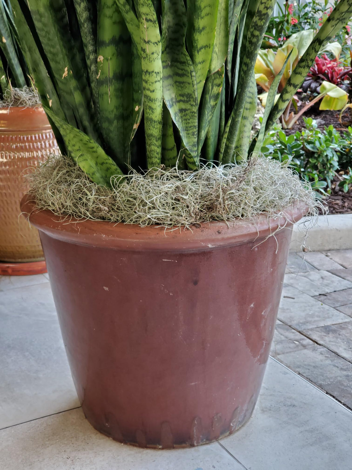 Mosser Lee ML0560 Spanish Moss, 250 Cubic Inches Jansha Store
